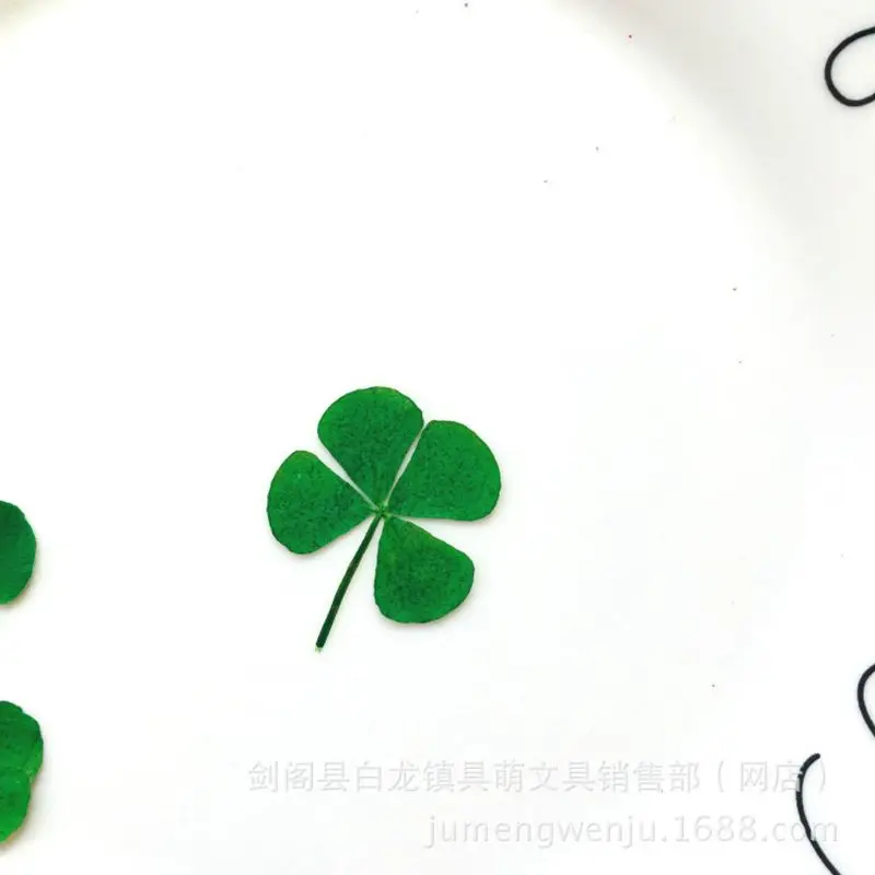 12Pcs Lucky Dried Leaf Clover  - Phone Accessories Baby ulasan dan harga