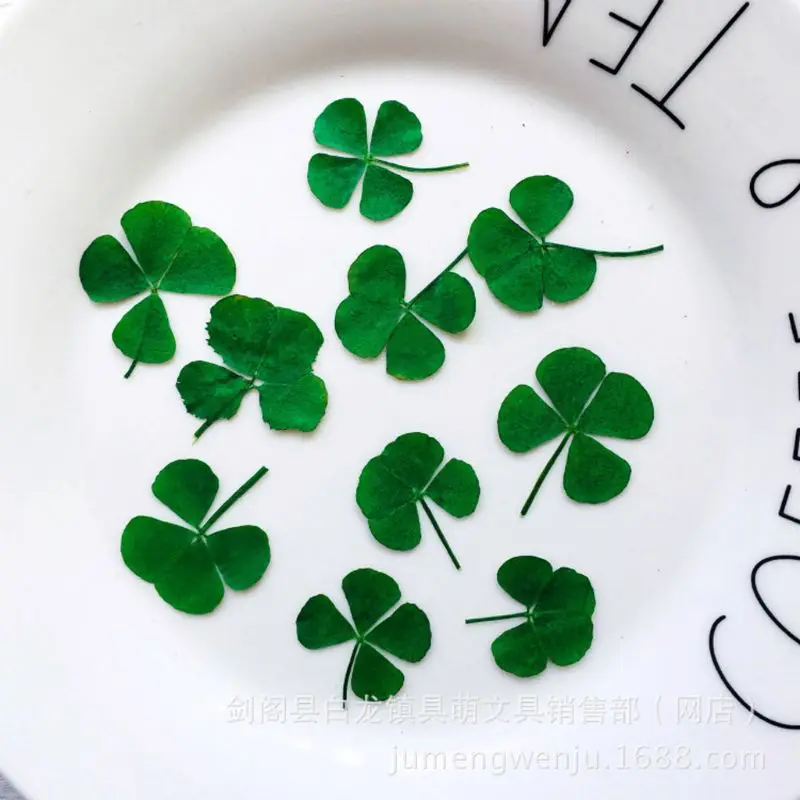 12Pcs Lucky Dried Leaf Clover  - Phone Accessories Baby ulasan dan harga